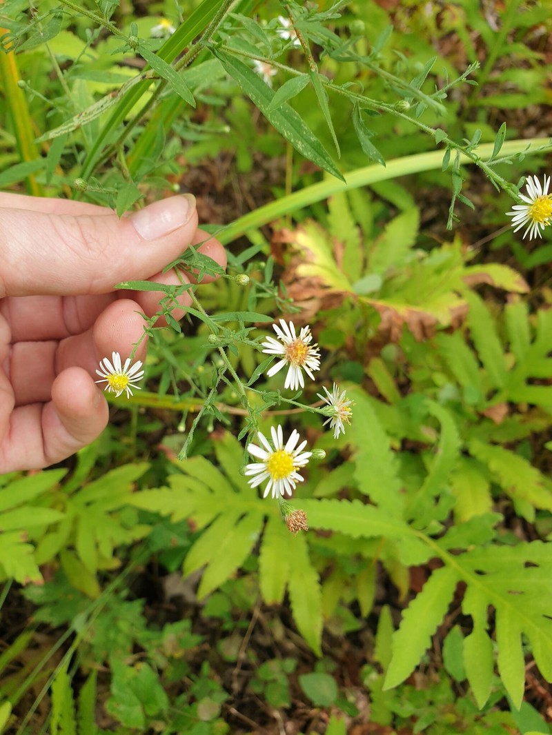Symphyotrichum ontarionis var. ontarionis photo 3