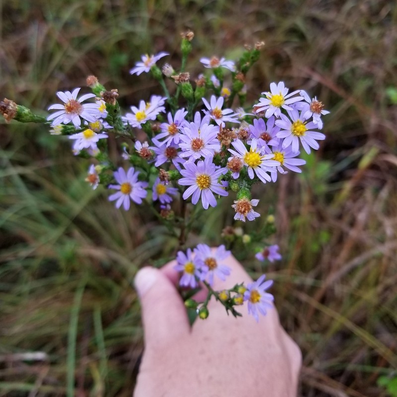 Skyblue Aster photo 4