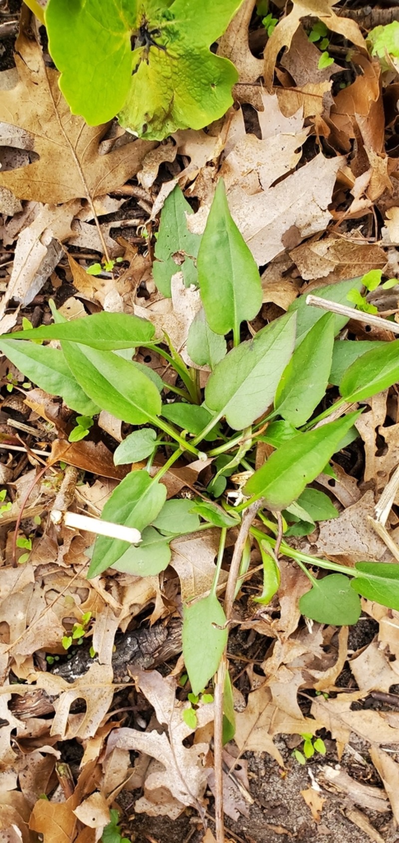 Skyblue Aster photo 5