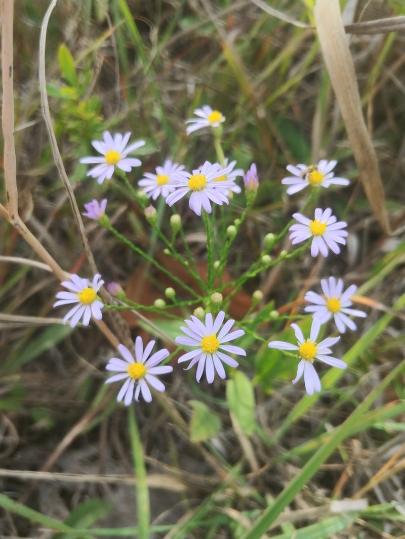 Skyblue Aster photo 6