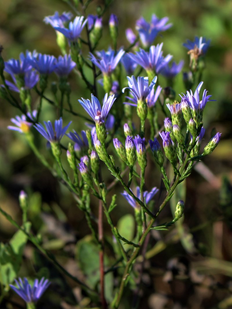 Skyblue Aster photo 5