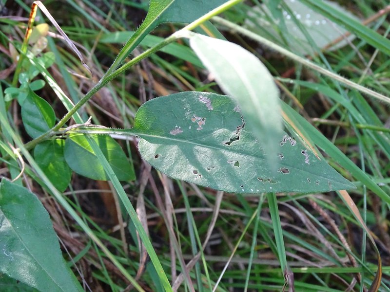 Skyblue Aster photo 6