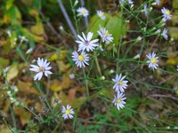 Skyblue Aster