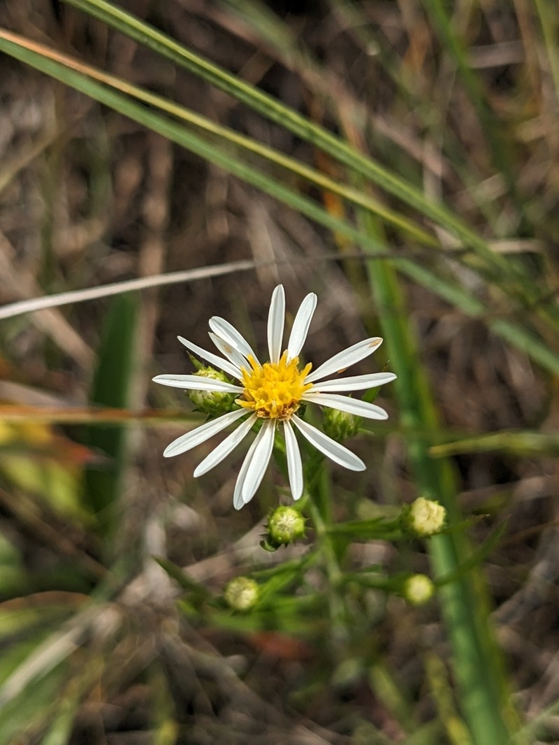 Smallhead Aster photo 6
