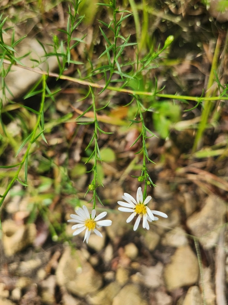 Smallhead Aster photo 7