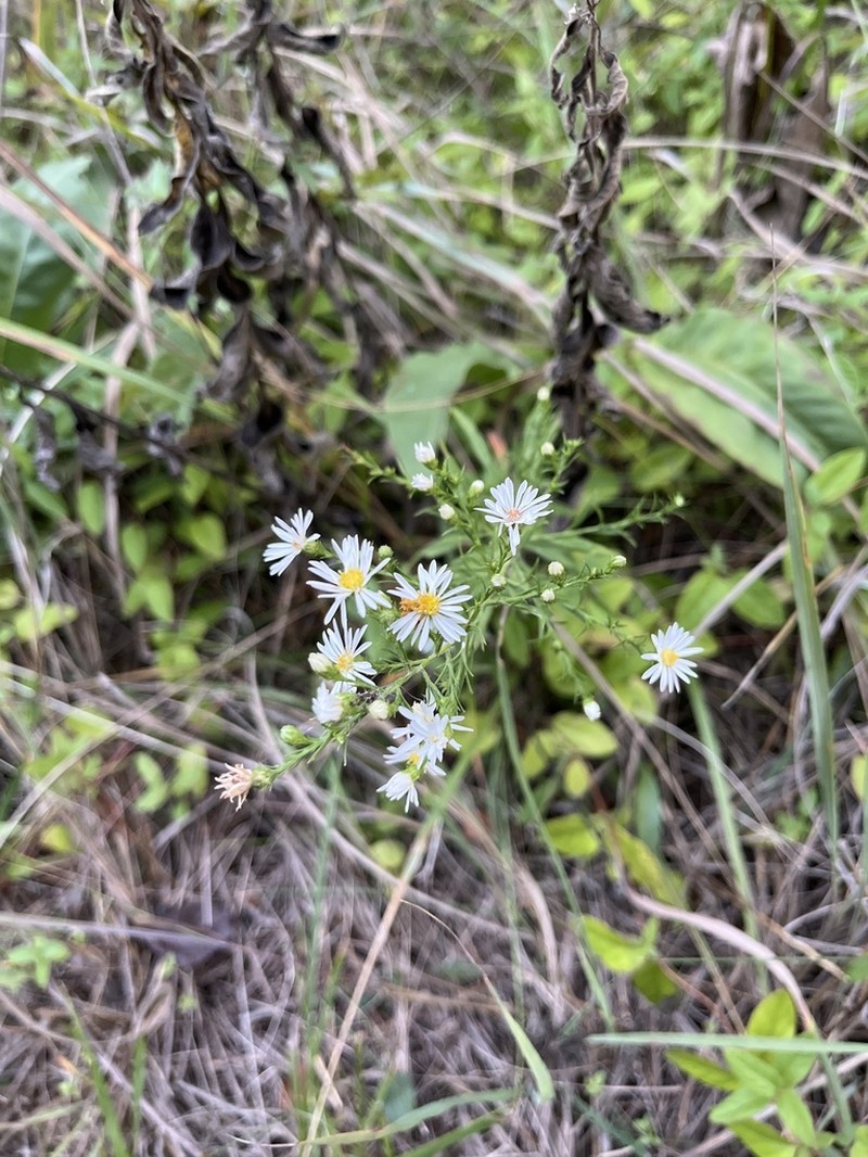 Smallhead Aster photo 8