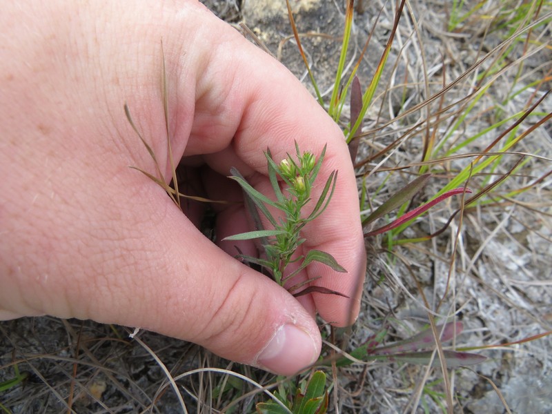 Smallhead Aster photo 4