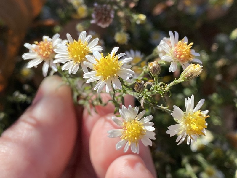Smallhead Aster photo 5