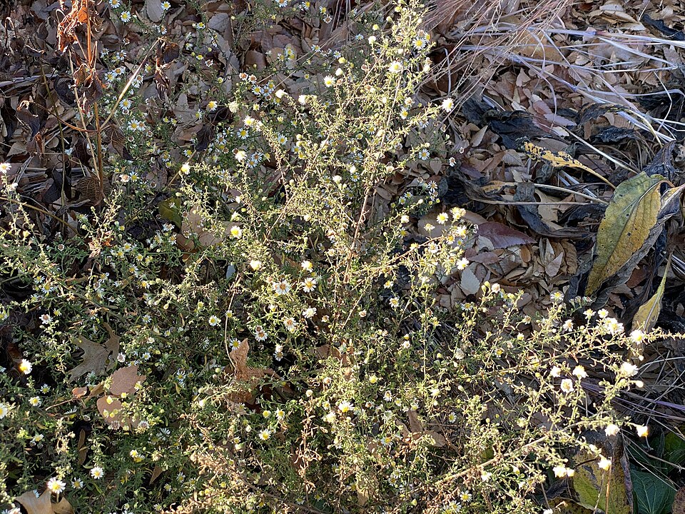 Smallhead Aster photo 6