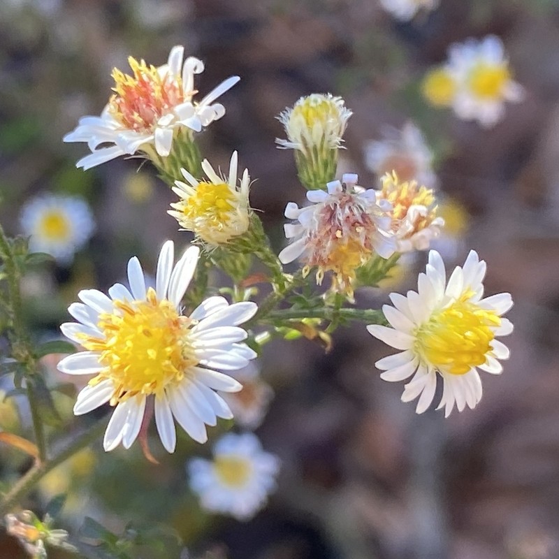 Smallhead Aster
