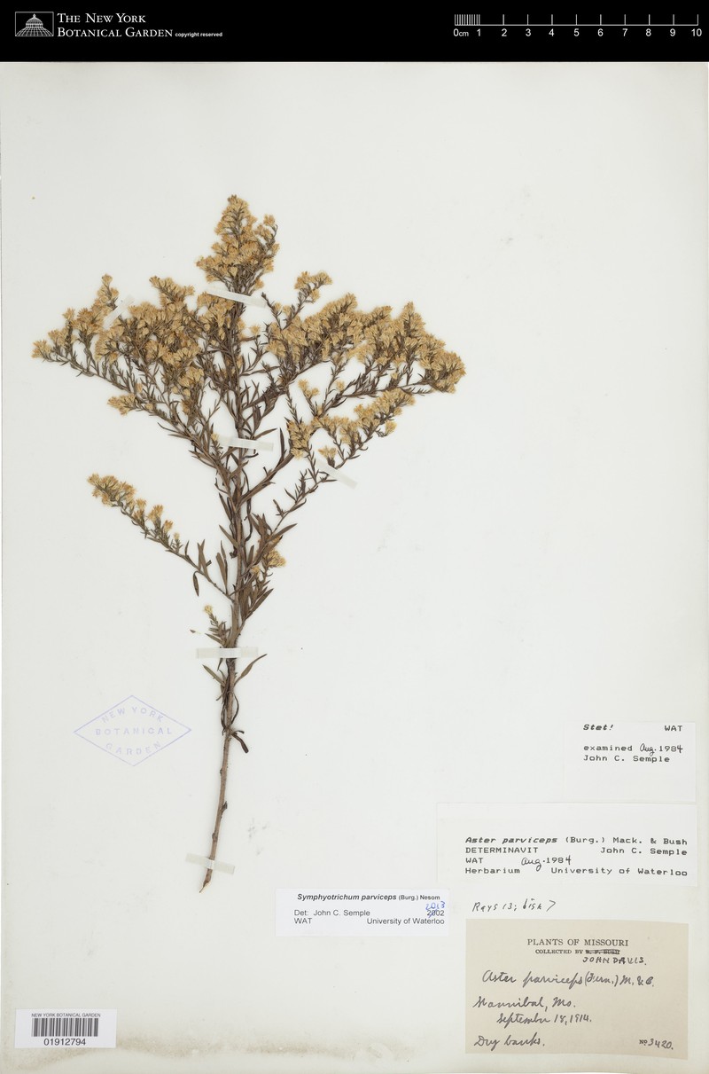 Smallhead Aster photo 2