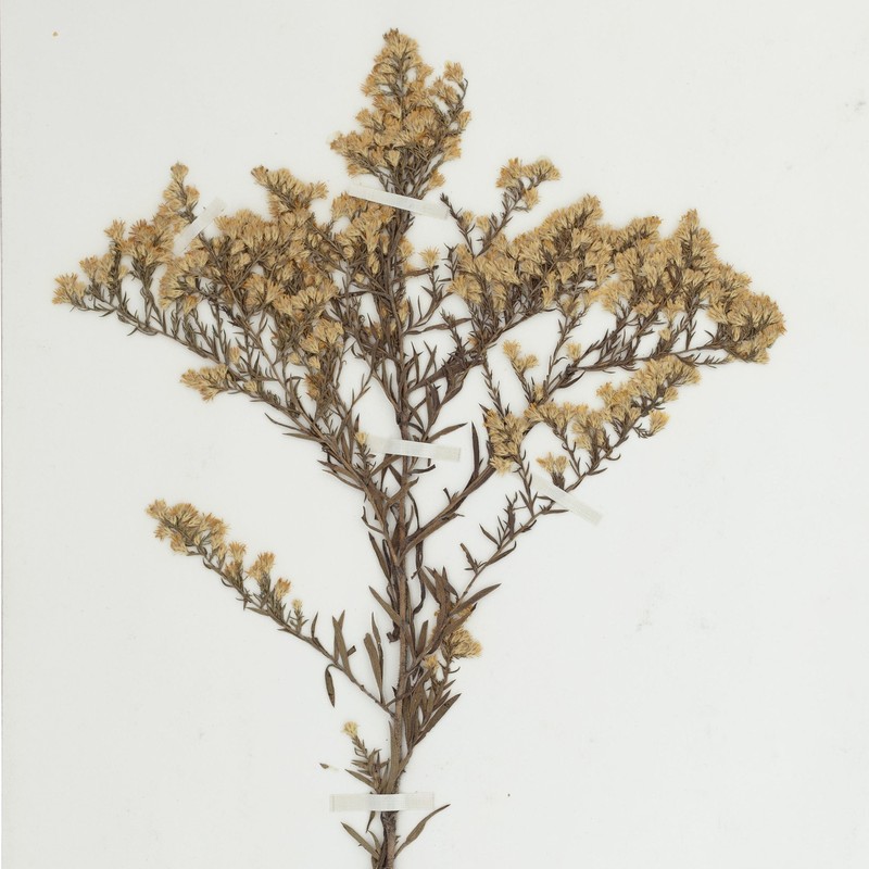 Smallhead Aster photo 3