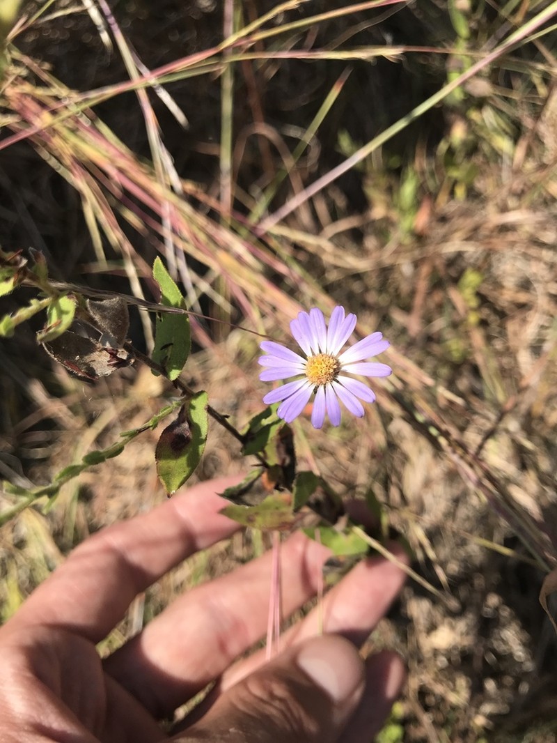 Late Purple Aster photo 8