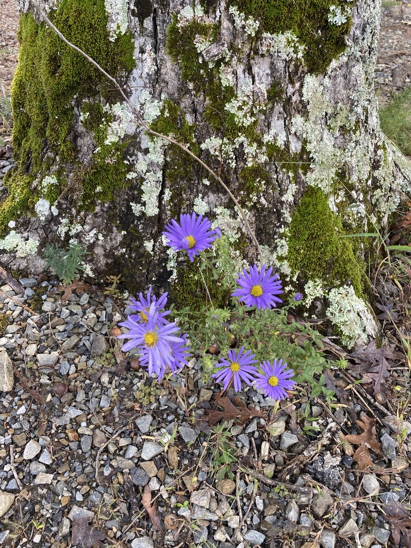 Late Purple Aster photo 2