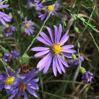 Late Purple Aster