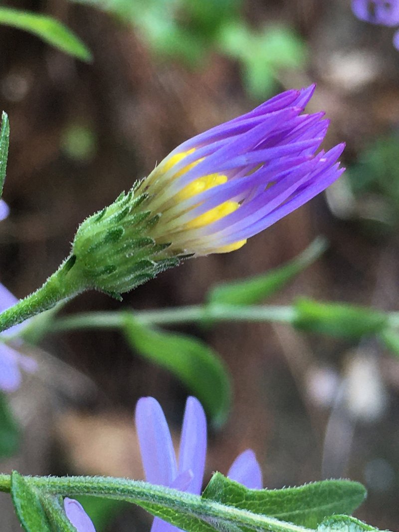 Late Purple Aster photo 5