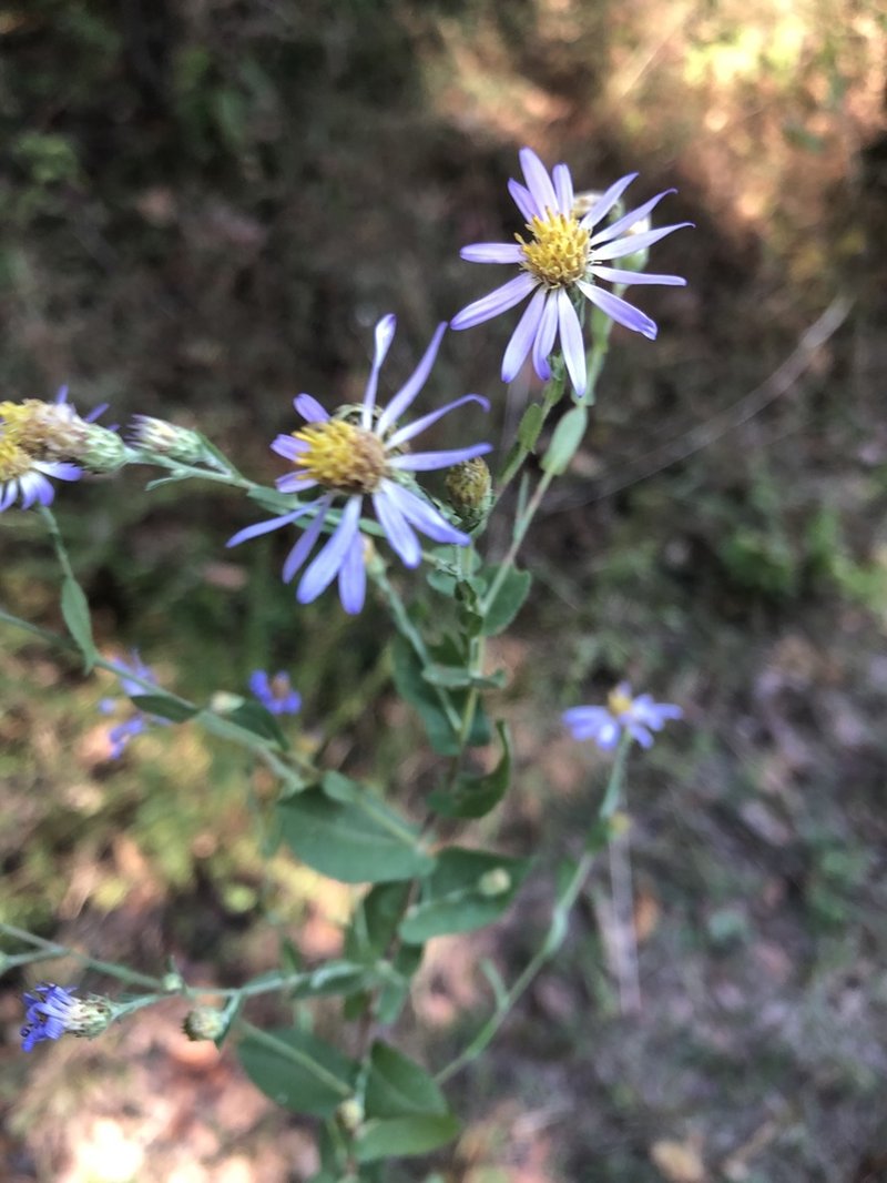 Late Purple Aster photo 7