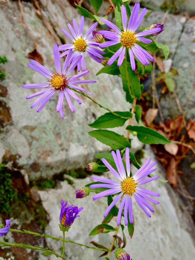 Late Purple Aster photo 3