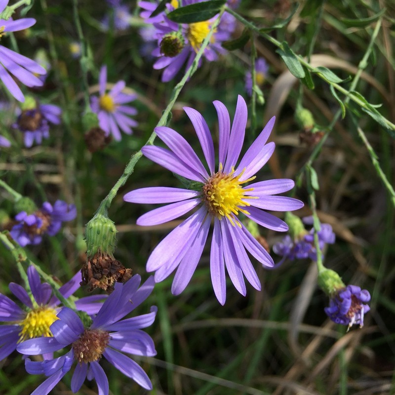 Late Purple Aster