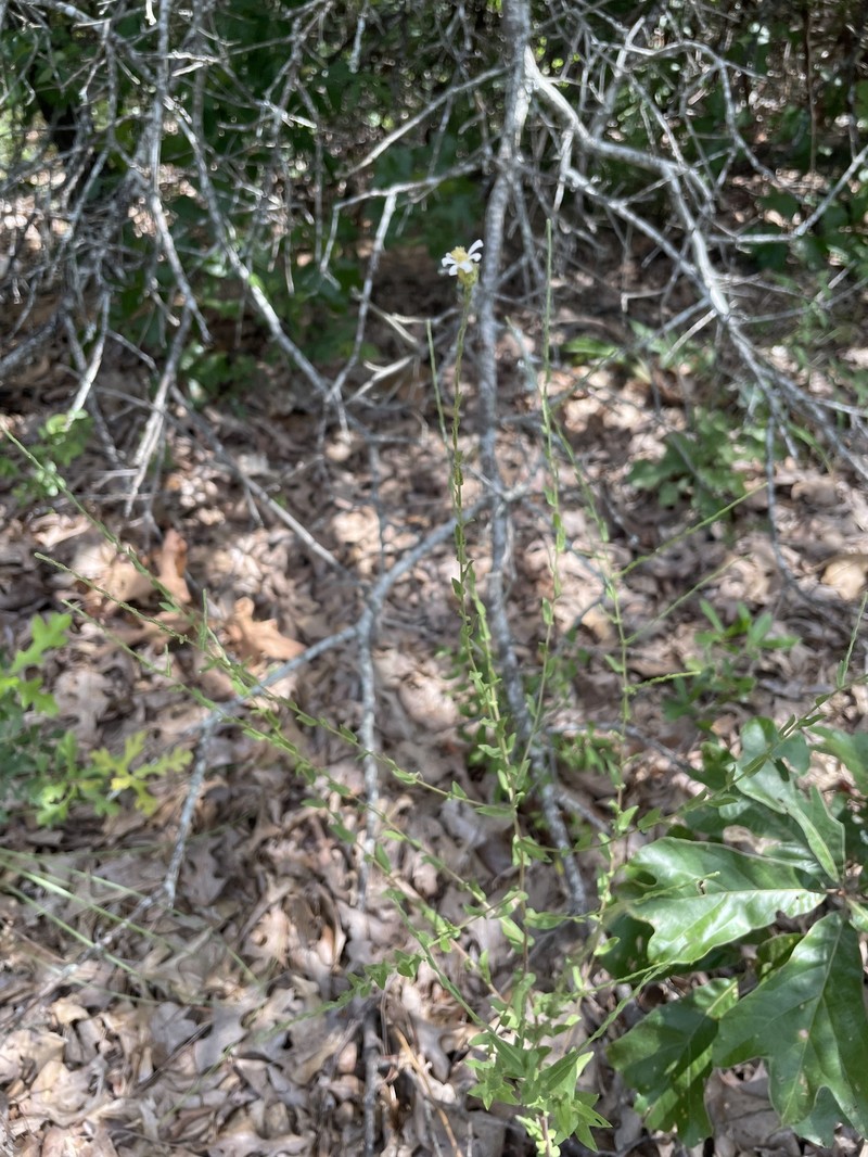Symphyotrichum patens var. gracile