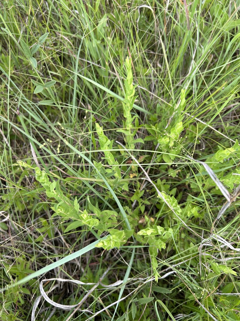 Symphyotrichum patens var. gracile photo 2