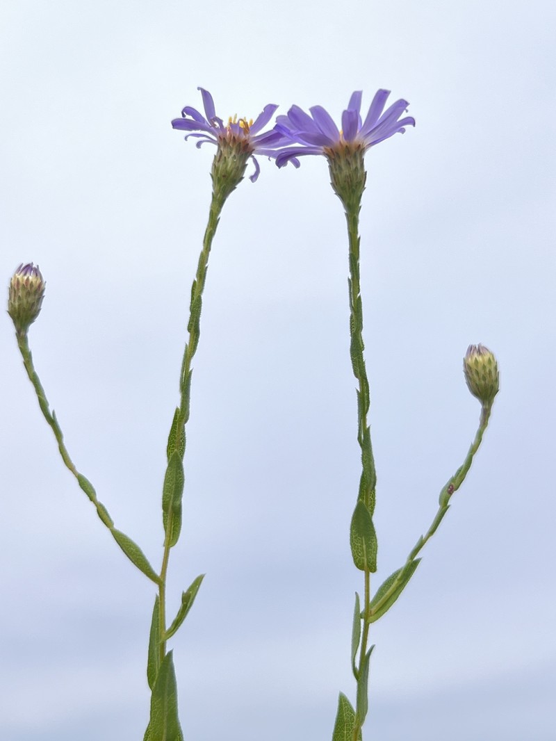 Symphyotrichum patens var. gracile photo 3