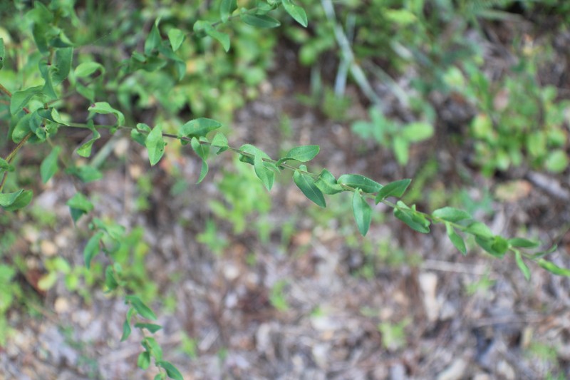 Symphyotrichum patens var. gracile photo 4