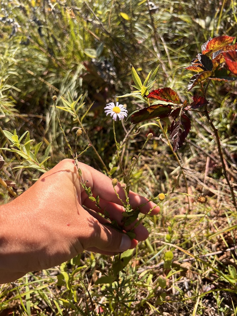 Symphyotrichum patens var. gracile photo 5