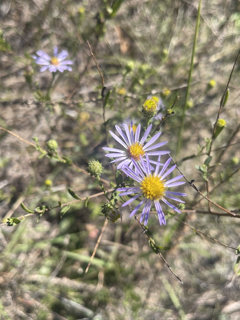 Symphyotrichum patens var. gracile photo 6