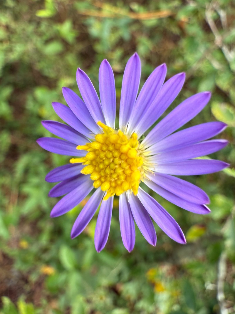 Symphyotrichum patens var. patens