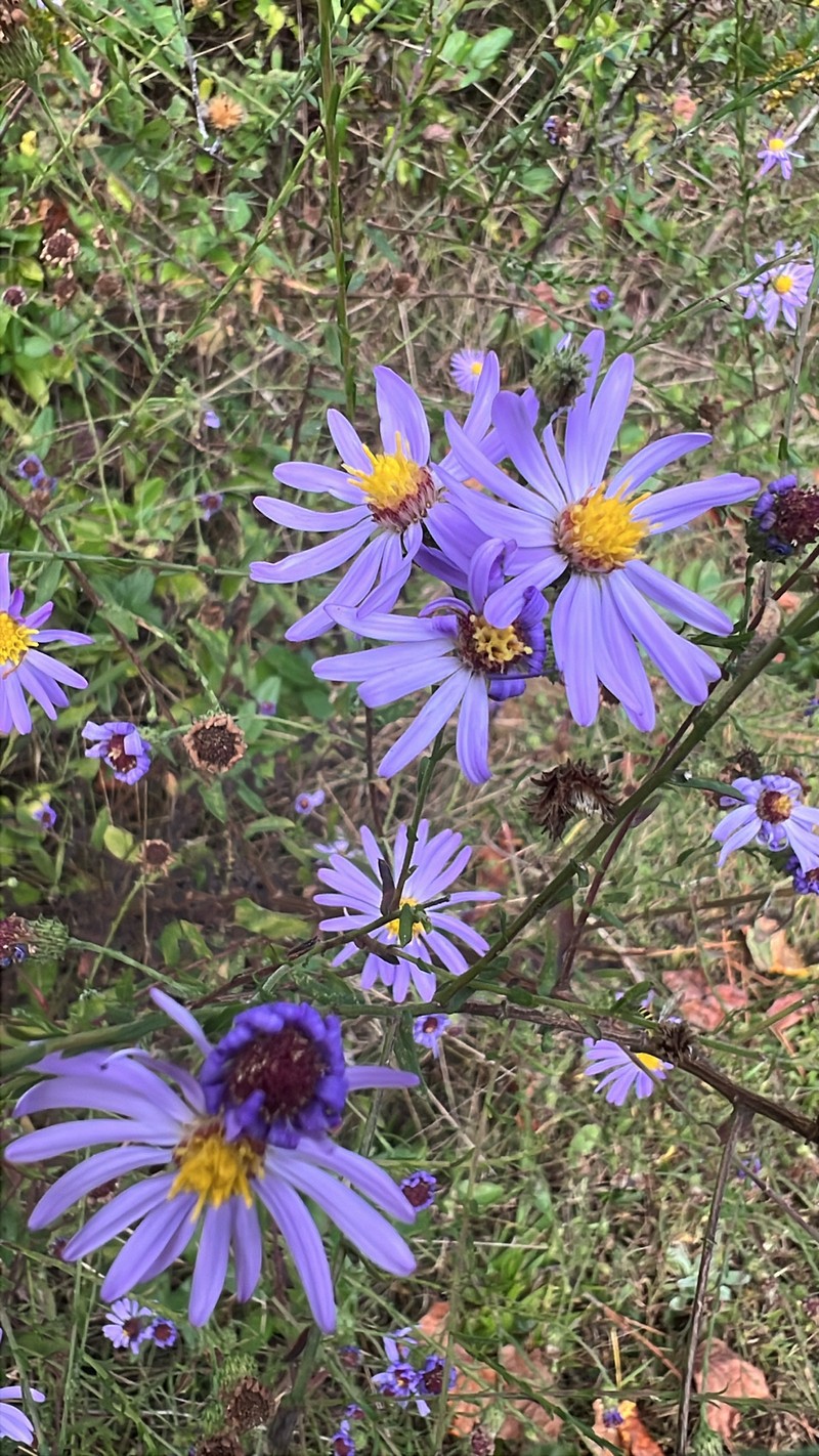 Symphyotrichum patens var. patens photo 3