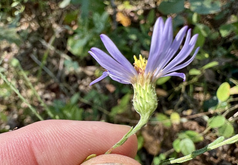 Symphyotrichum patens var. patens photo 4