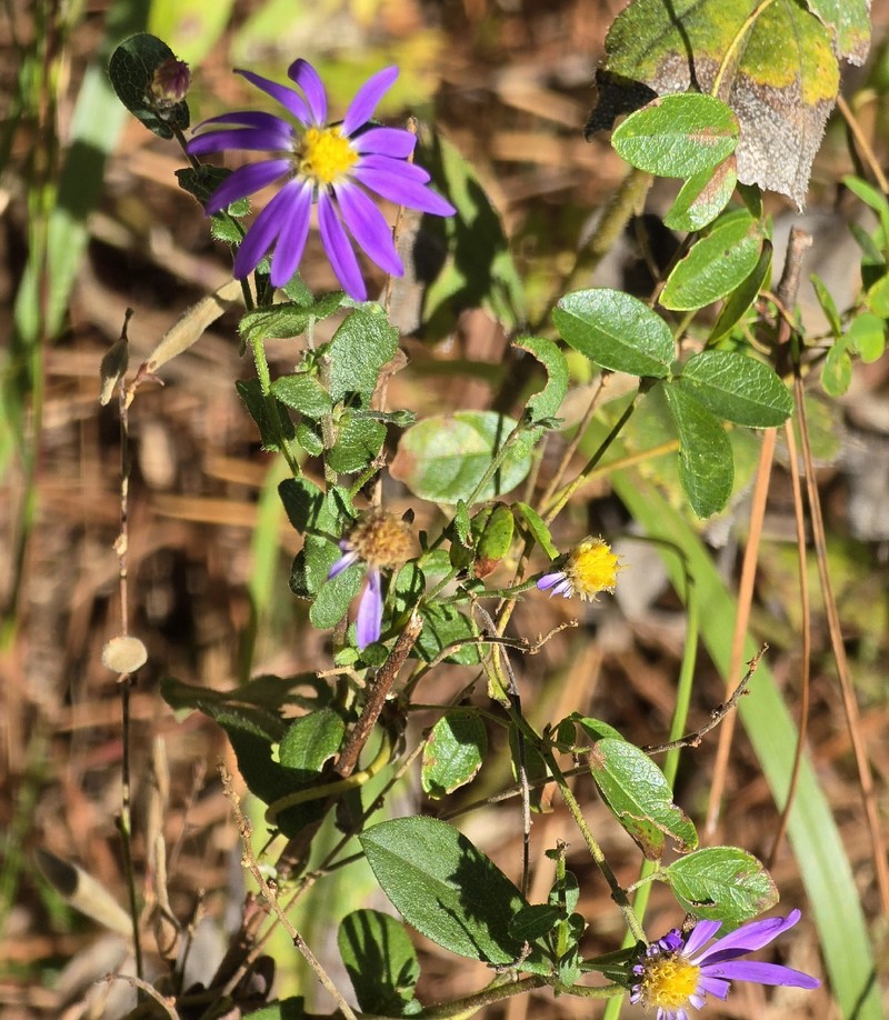 Symphyotrichum patens var. patens photo 5