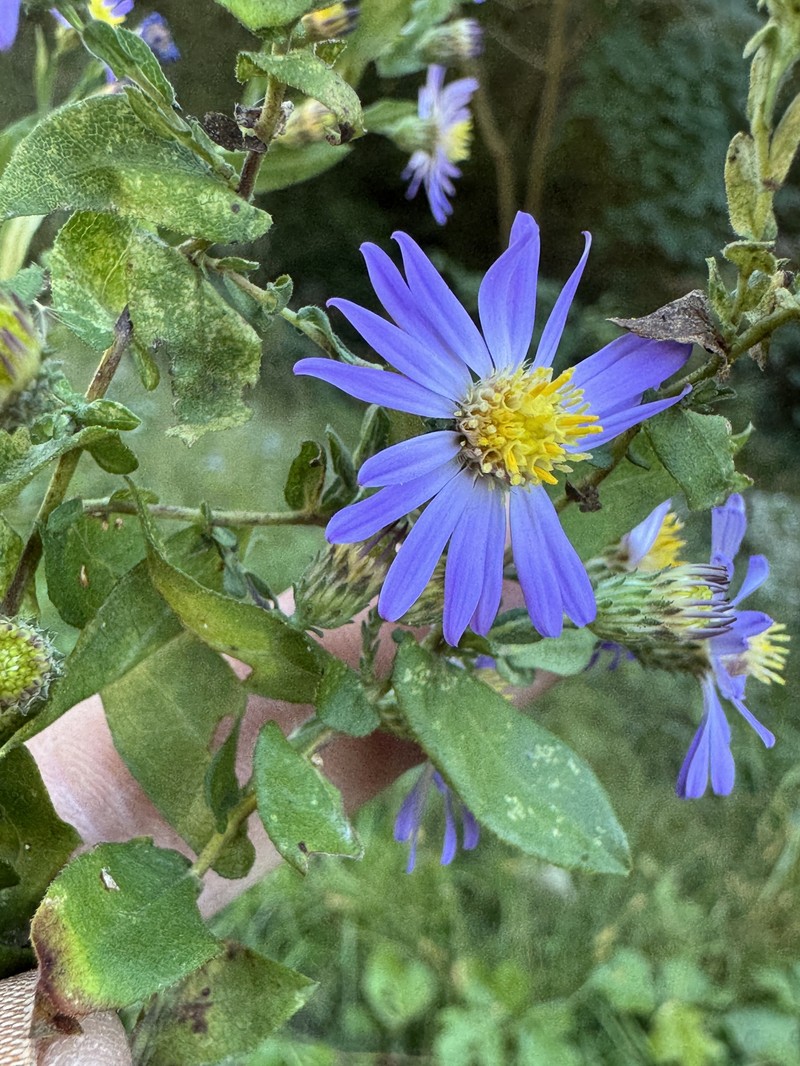 Symphyotrichum patens var. patens photo 6