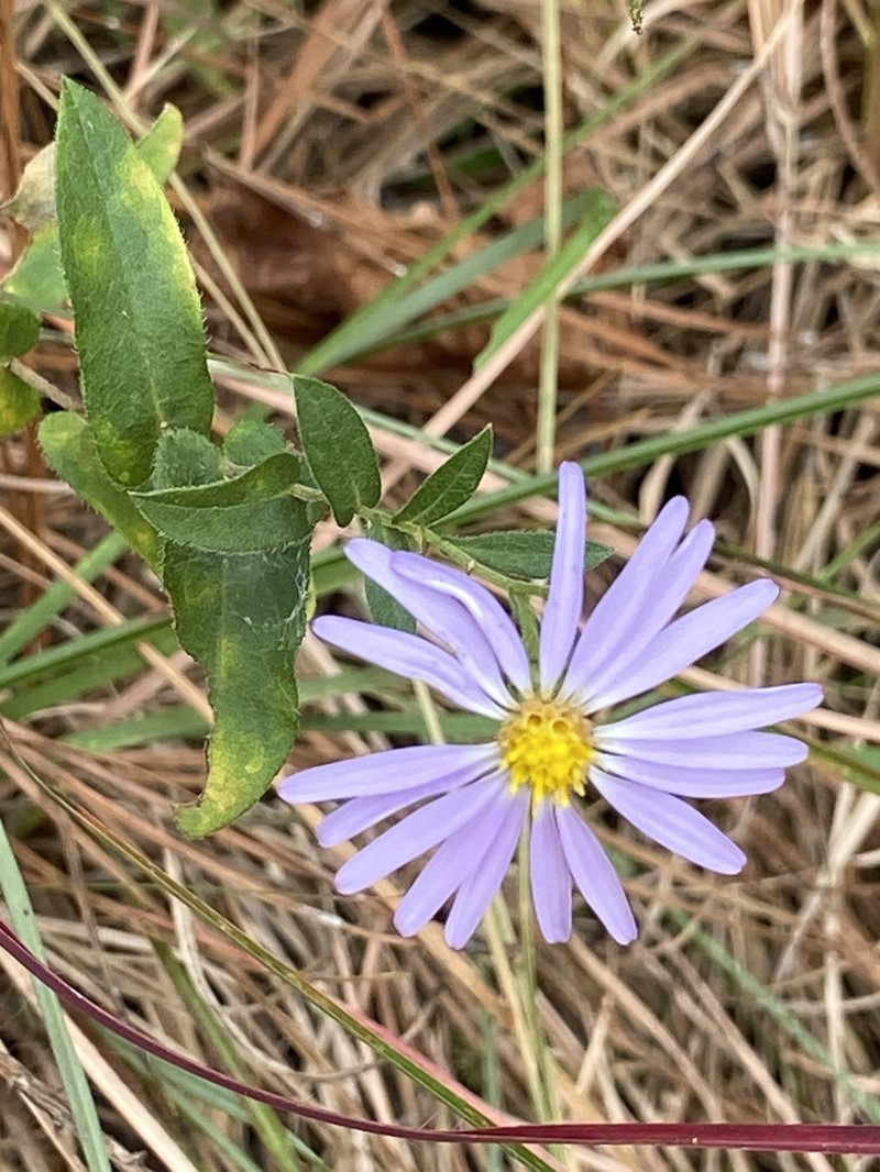 Symphyotrichum patens var. patens photo 8