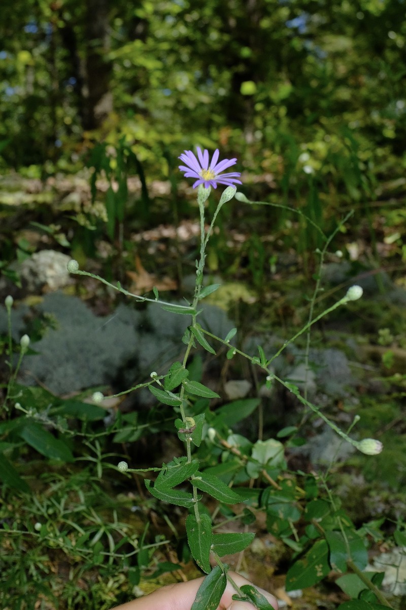 Symphyotrichum patens var. patentissimum