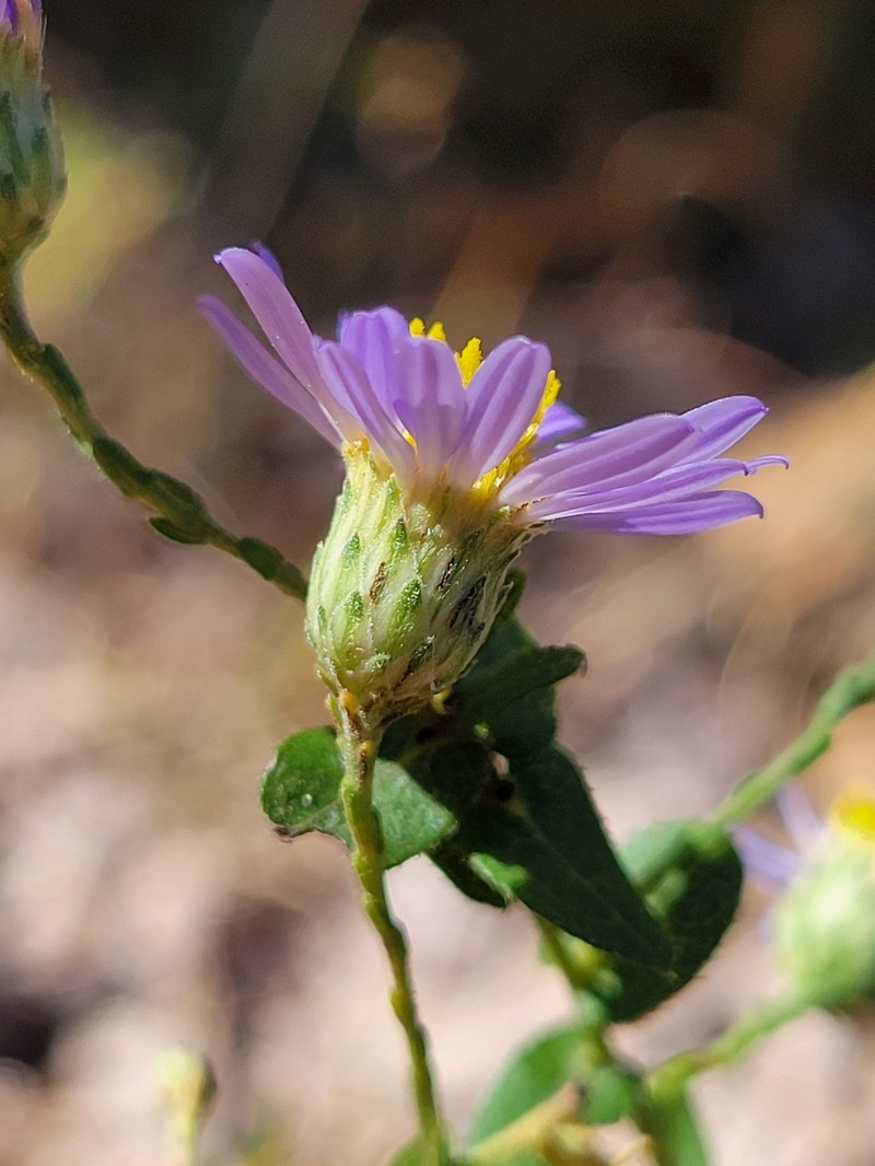 Symphyotrichum patens var. patentissimum photo 4