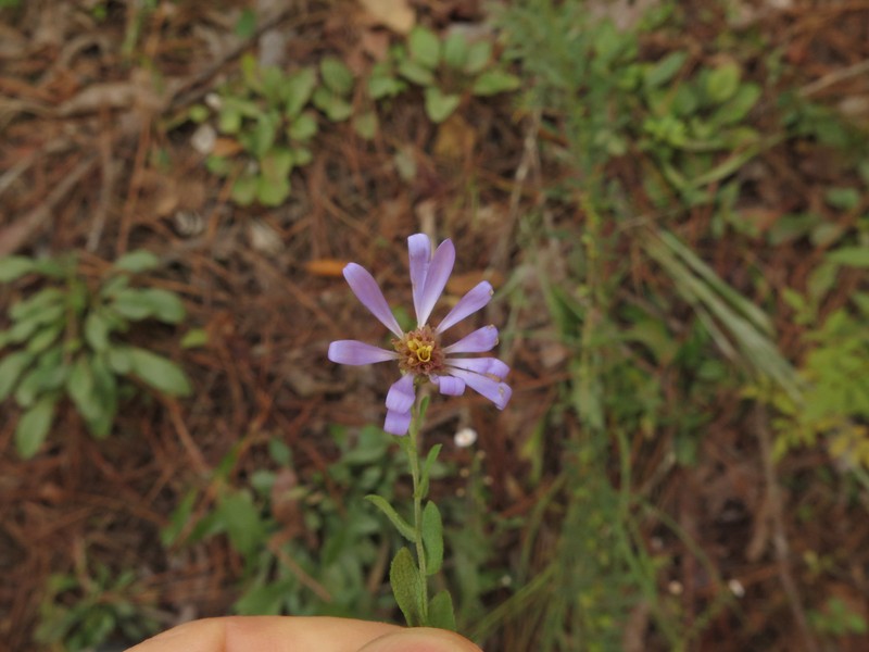 Symphyotrichum patens var. patentissimum photo 5