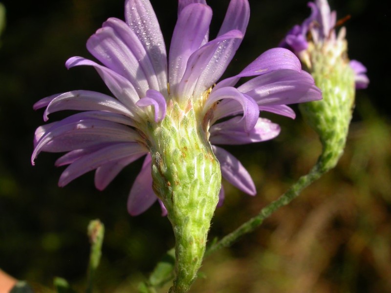 Symphyotrichum patens var. patentissimum photo 6