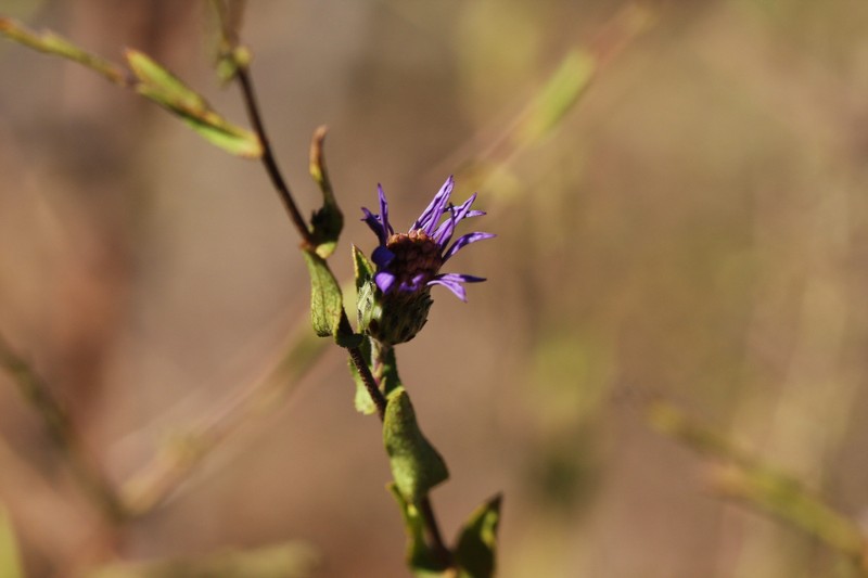 Symphyotrichum patens var. terranigrum