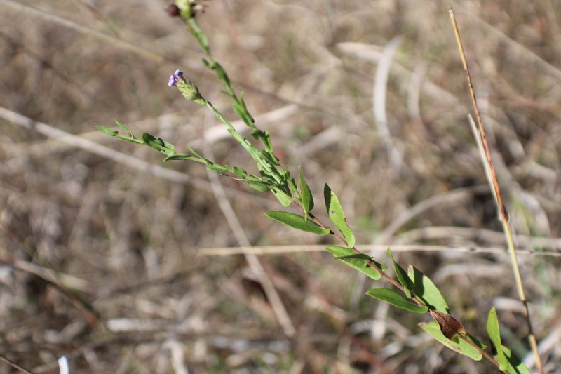 Symphyotrichum patens var. terranigrum photo 2