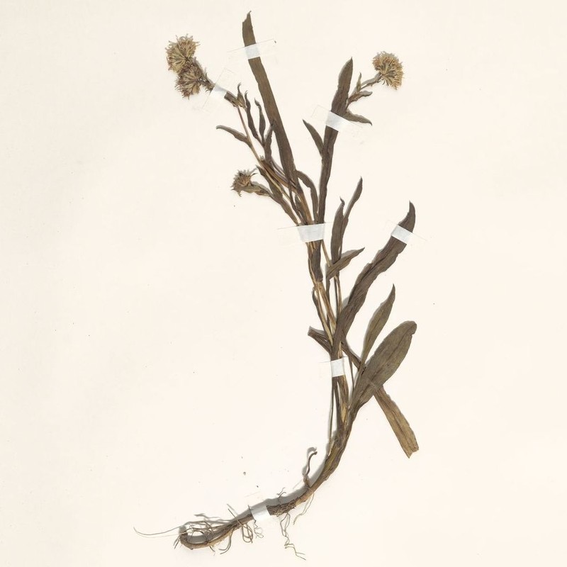 Symphyotrichum peteroanum