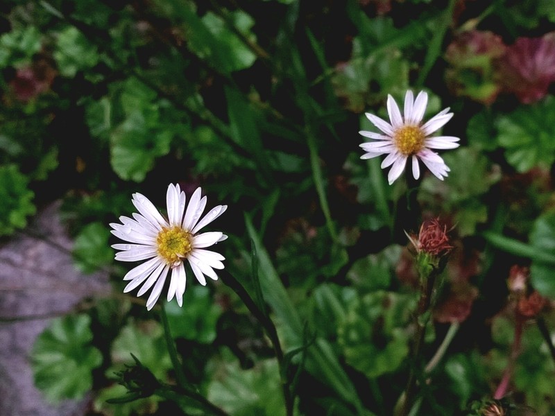 Symphyotrichum peteroanum photo 4