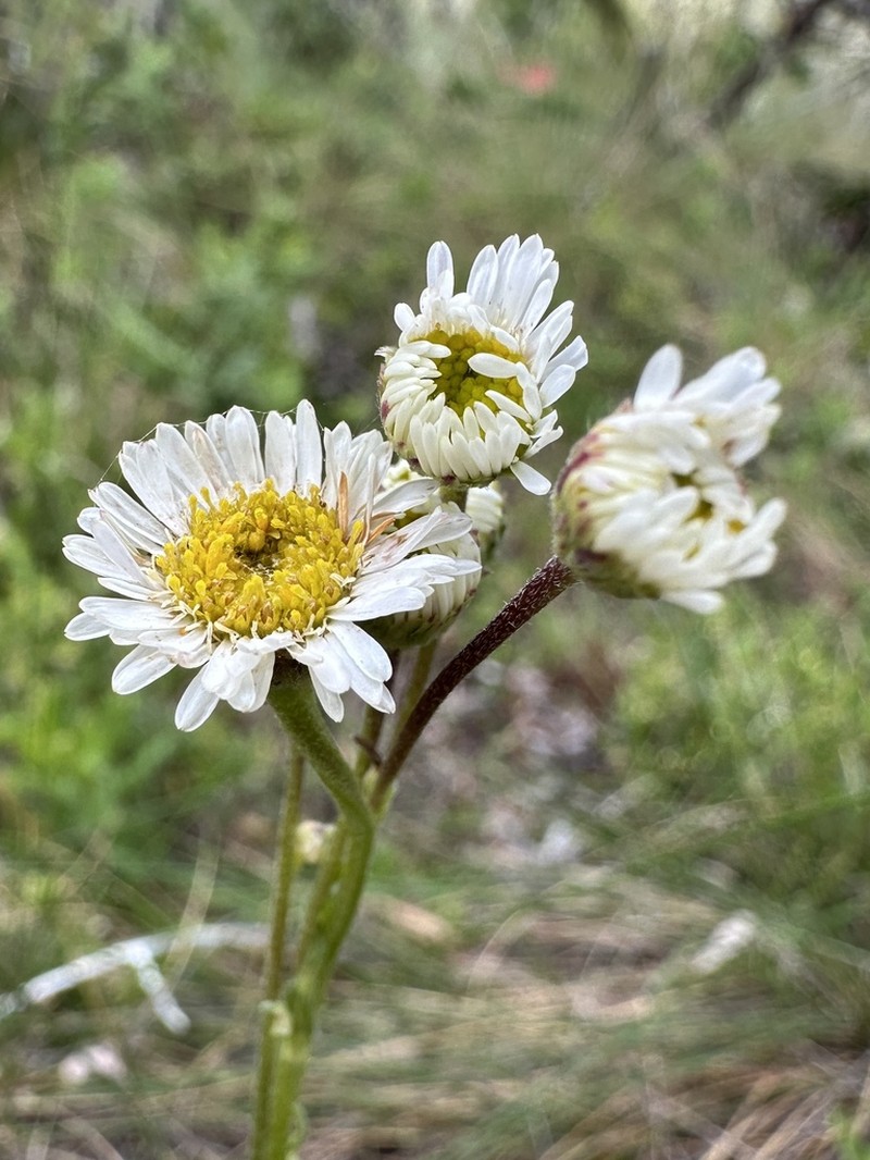 Symphyotrichum peteroanum photo 5