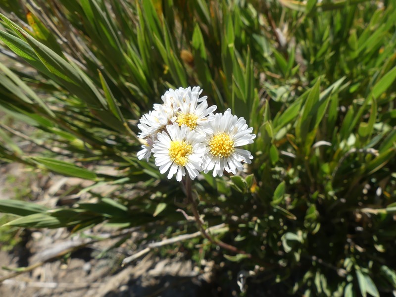 Symphyotrichum peteroanum photo 6