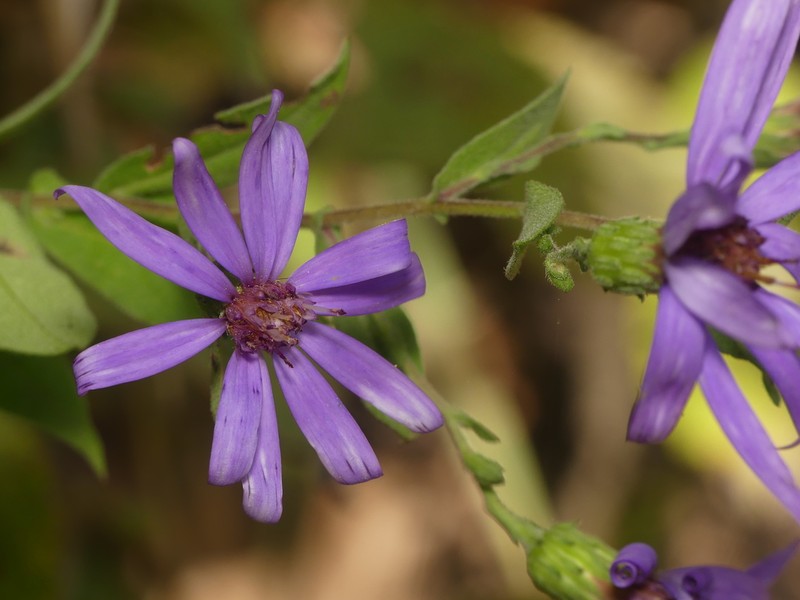 Thinleaf Late Purple Aster photo 8