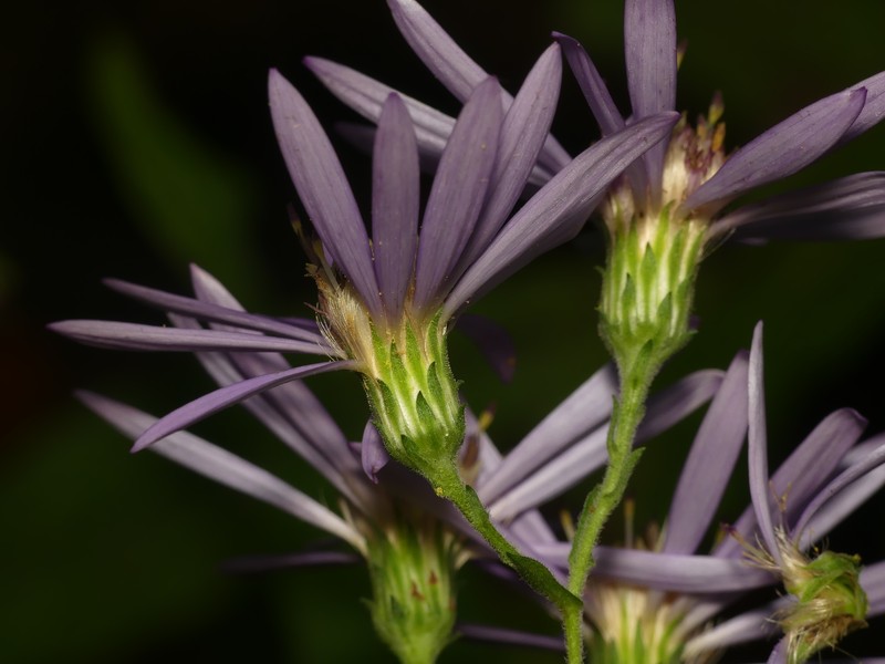 Thinleaf Late Purple Aster photo 5