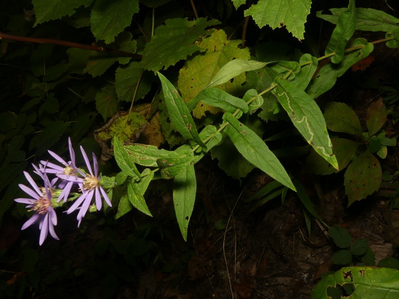 Thinleaf Late Purple Aster photo 6