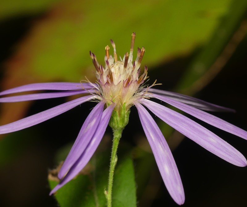 Thinleaf Late Purple Aster
