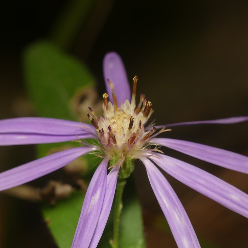 Thinleaf Late Purple Aster photo 3